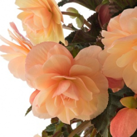 BEGONIA Fragrant Falls Peach